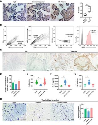 The Regulatory Roles of Chemerin-Chemokine-Like Receptor 1 Axis in Placental Development and Vascular Remodeling During Early Pregnancy